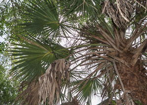 Sabal palmetto (cabbage palm, palmetto, cabbage palmetto, palmetto palm, blue palmetto, Carolina palmetto, common palmetto, swamp cabbage, sabal palm)
