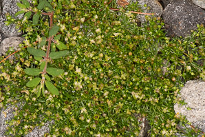 Sagina procumbens (pearlwort)