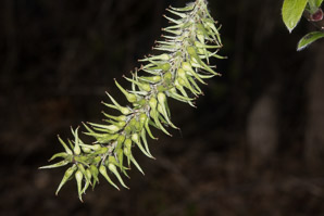 Salix cinerea (gray willow, large gray willow)