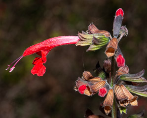 Salvia coccinea (tropical sage)