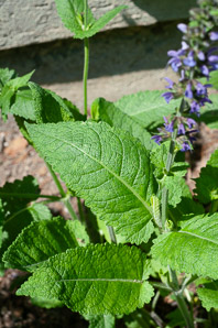 Salvia nemorosa (garden sage)