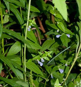 Scutellaria galericulata (common skullcap, marsh skullcap, hooded skullcap)