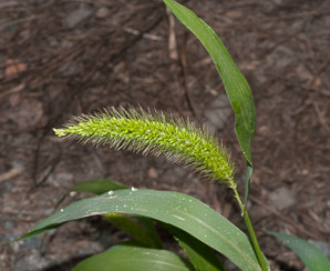 Setaria viridis (green foxtail, green bristlegrass)