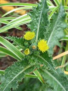 Sonchus asper (spiny-leaved sow-thistle, spiny sowthistle, prickly sowthistle, spiny-leaved sow thistle)
