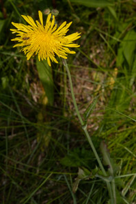 Sonchus asper (spiny-leaved sow-thistle, spiny sowthistle, prickly sowthistle, spiny-leaved sow thistle)