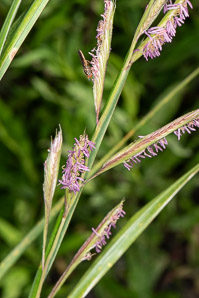 Spartina pectinata (prairie cordgrass)
