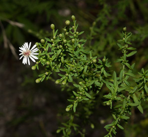 Symphyotrichum racemosum (small white aster, small-flowered white aster)