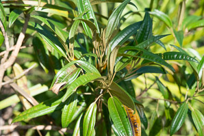 Tetrazygia bicolor (Florida tetrazygia, west indian lilac)