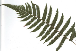 Thelypteris palustris (marsh fern)
