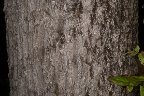 Ulmus americana (American elm)