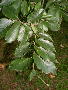 Ulmus americana (American elm)