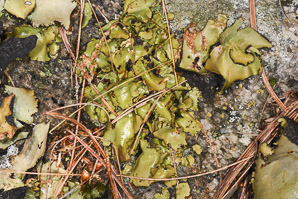 Umbilicaria mammulata (smooth rock tripe, navel lichen)