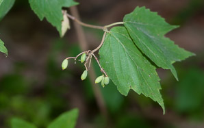 Viburnum acerifolium (maple-leaf viburnum, arrow-wood, maple-leaf arrowwood, maple-leaved viburnum, maple-leaf arrow-wood)