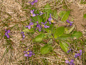 Viola sagittata (arrow-leaved violet, northern downy violet)