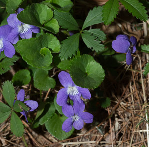 Viola sororia (common blue violet, woolly blue violet, common wood violet, broad-leaved wood violet)