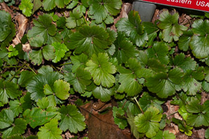 Waldsteinia fragarioides (barren strawberry)