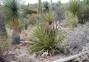 Yucca ×schottii (blue yucca)