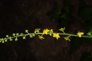 Agrimonia pubescens (downy agrimony)