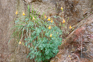 Aquilegia chrysantha (golden columbine)