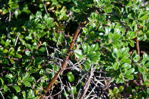 Arctostaphylos uva-ursi (bearberry, kinnikinnick, common bearberry)