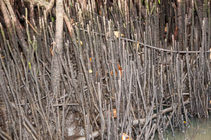 Avicennia germinans (black mangrove)