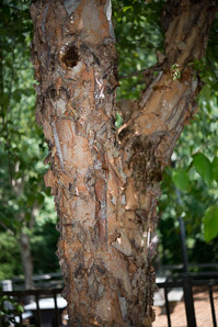 Betula nigra (river birch)