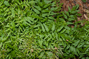 Cardamine impatiens (narrow-leaved bitter-cress)