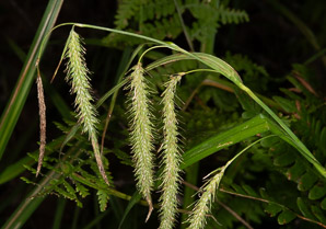 Carex gynandra (nodding sedge)