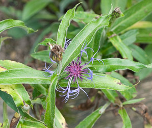Centaurea (cornflower)
