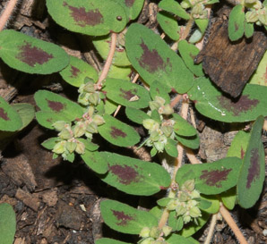 Chamaesyce vermiculata (spotted spurge, small spotted sandmat, hairy spurge, wormseed sandmat, worm-seed sand-mat)