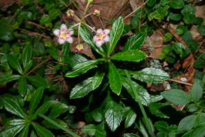 Chimaphila umbellata (common pipsissewa, noble prince’s-pine)
