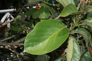 Cordia sebestena (Geiger tree)