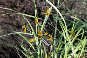 Cyperus anderssonii (Galápagos sedge, Andersson’s sedge, Andersson´s sedge, cyperus)