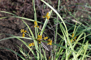 Cyperus anderssonii (Galápagos sedge, Andersson’s sedge, Andersson´s sedge, cyperus)