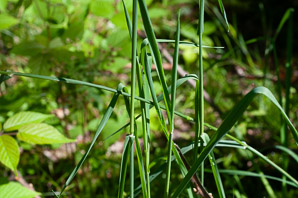Dactylis glomerata (orchard grass, orchardgrass)
