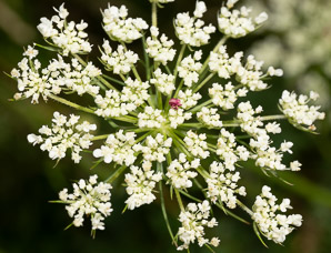 Daucus carota (Queen Anne’s lace, wild carrot, bird’s nest, bishop’s lace)