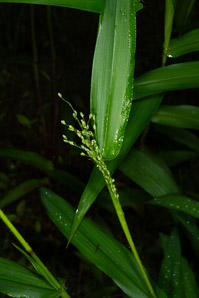 Dichanthelium latifolium (broadleaf rosette grass)