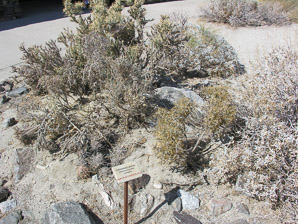 Echinocactus polycephalus (cottontop cactus)