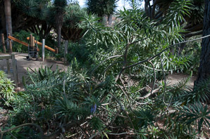 Echium candicans (pride of Madeira)
