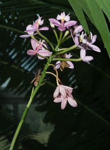 Epidendrum ‘Miura (orchid)