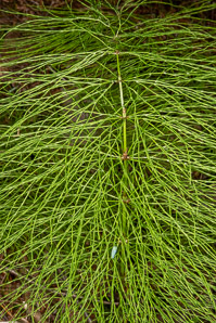 Equisetum sylvaticum (wood horsetail, woodland horsetail)