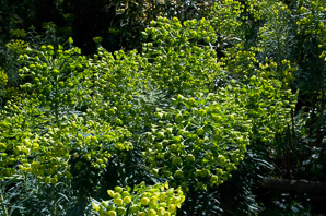 Euphorbia characias (Mediterranean spurge)