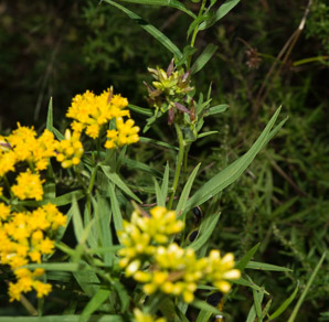 Euthamia caroliniana (slender goldentop, slender fragrant goldenrod, coastal plain flat-topped goldenrod)