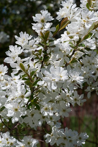 Exochorda × (pearl bush)