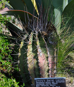 Ferocactus emoryi (emory barrel, Emory’s barrel cactus, Coville’s barrel cactus, traveler’s friend)