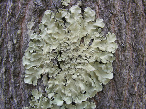 Flavoparmelia caperata (common greenshield, flavoparmelia lichen)