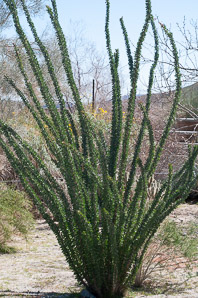 Fouquieria splendens (ocotillo, coachwhip, Jacob’s staff, vine cactus)