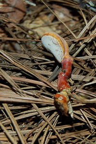Ganoderma lucidum (laquered polypore)