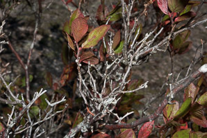 Gaylussacia baccata (black huckleberry, common huckleberry)