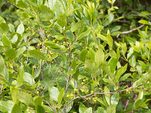 Gaylussacia baccata (black huckleberry, common huckleberry)